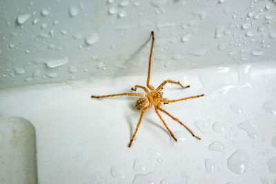 Close-up of spider