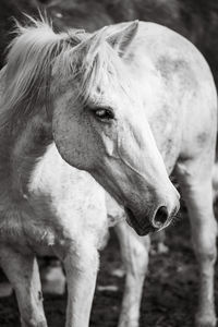 Horses on pasture, in the heard together, happy animals, portugal lusitanos