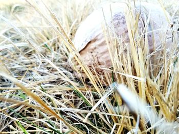 Close-up of dead plant in nest on field