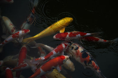 High angle view of koi carps swimming in pond