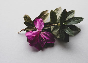 Close-up of pink flowering plant on table