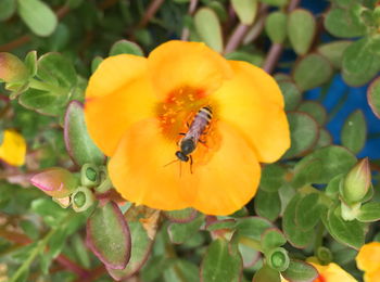 Close-up of bee pollinating on flower