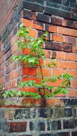 Close-up of ivy on brick wall