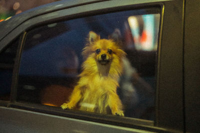 Close-up of dog in car