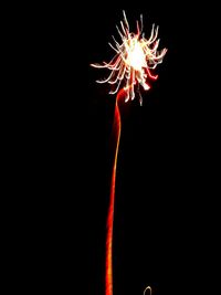 Low angle view of firework display against sky at night