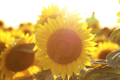 Close-up of sunflower