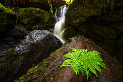 Scenic view of waterfall in forest