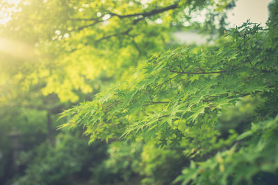 Close-up of fresh green leaves in forest