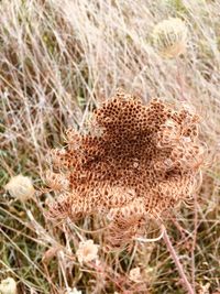 High angle view of dry plants on field