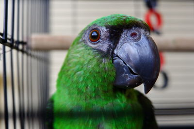 Close-up of parrot in cage