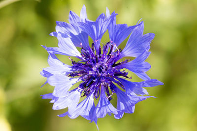 Close-up of purple blue flower