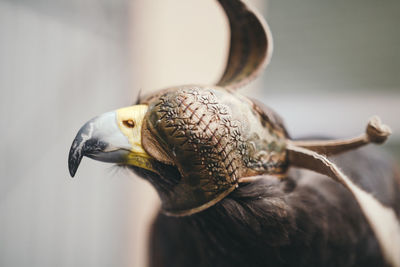 Close-up of hooded eagle