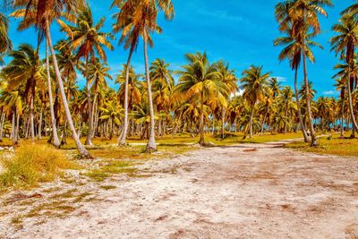 Panoramic view of palm trees on field against sky