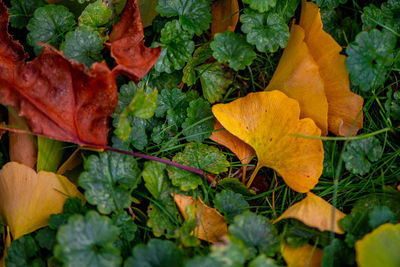 High angle view of yellow maple leaves on land