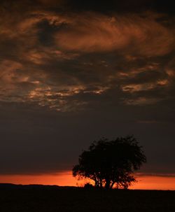 Silhouette of trees at sunset