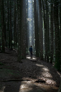 Rear view of man walking amidst trees in forest