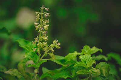 Close-up of fresh green plant