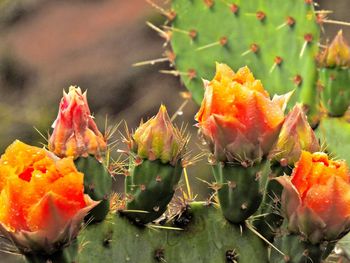 Close-up of orange succulent plant