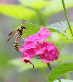 Close-up of insect on pink flower