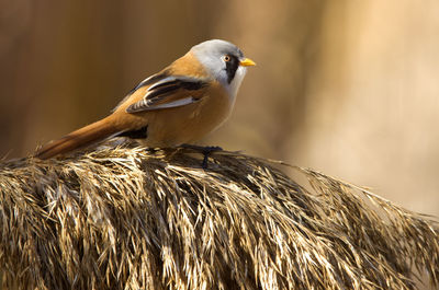 Close-up of a bird