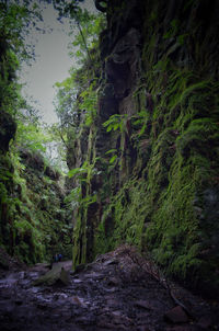 Moss covered trees in forest against sky