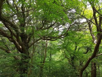 Low angle view of trees in forest