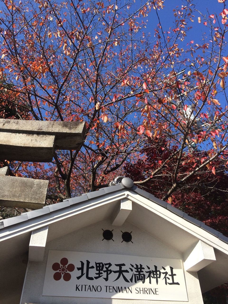 tree, low angle view, built structure, building exterior, architecture, branch, text, flower, communication, growth, day, sky, western script, city, clear sky, blue, outdoors, building, no people, sunlight