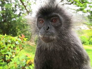 Close-up of monkey looking away