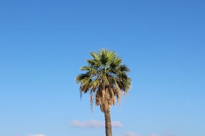 Low angle view of coconut palm tree against clear blue sky