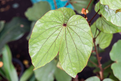 Close-up of green leaves