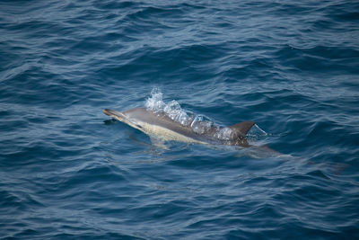 High angle view of dolphin swimming in sea