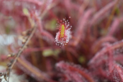 Close-up of water drops on plant