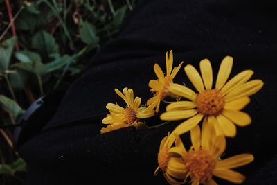 Close-up of yellow flowering plant