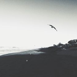 Birds flying over sea