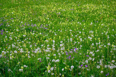 Purple flowering plants on field