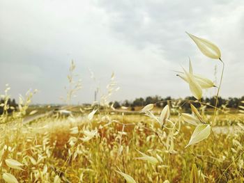 Plants growing on field against sky