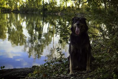 Dog in a forest