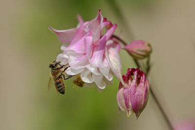 Close-up of bee pollinating on pink flower