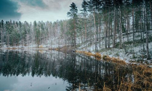 Trees by lake in forest against sky