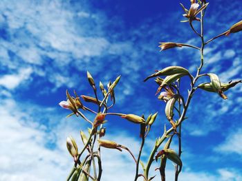 Low angle view of plant against cloudy sky