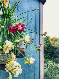 Close-up of yellow flowers blooming outdoors