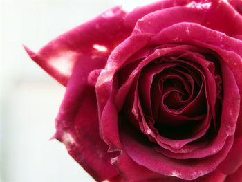 Close-up of red rose