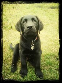 Portrait of black dog on grassy field
