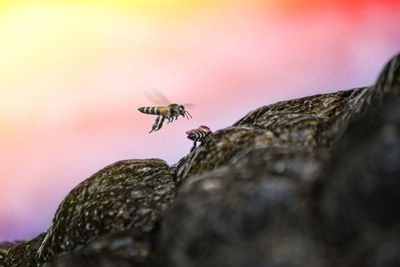 Close-up of bee on rock