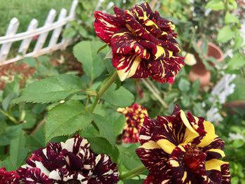 Close-up of red flowers growing on plant