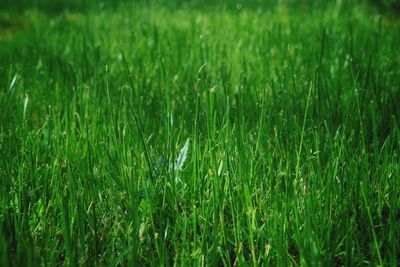 Full frame shot of grassy field