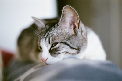 Close-up of cat sleeping