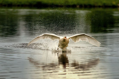 Duck swimming in lake