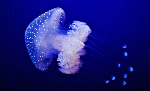 Close-up of jellyfish swimming in sea