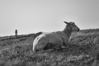 Horse in a field